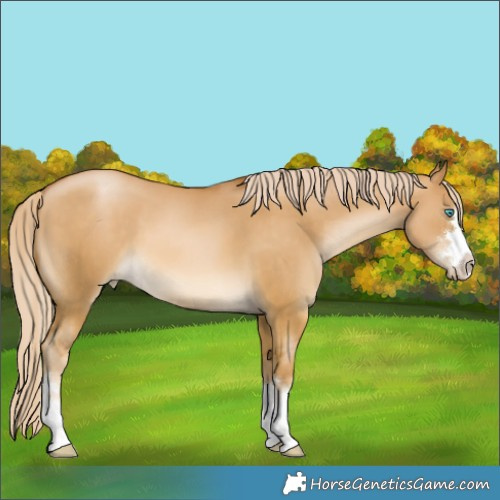 Horse Color:Chocolate Palomino Snowdrop Dun 