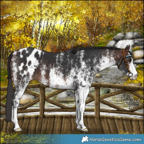 Horse Color:White Spotted Brown Blanket 