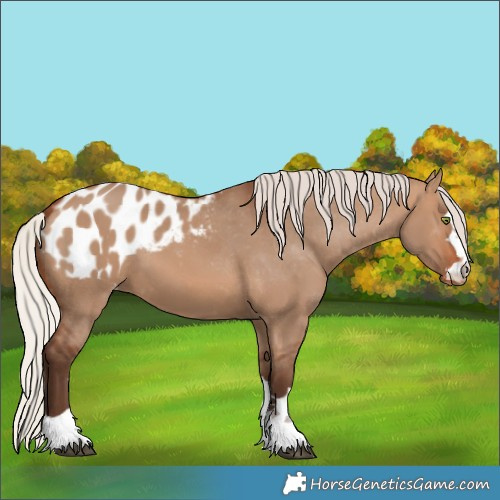 Horse Color:Silver Brown Dun Blanket 