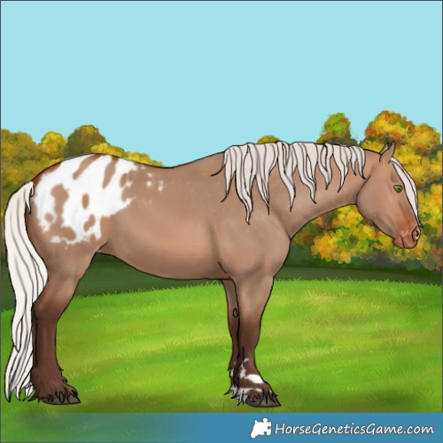 Horse Color:Silver Brown Dun Blanket 