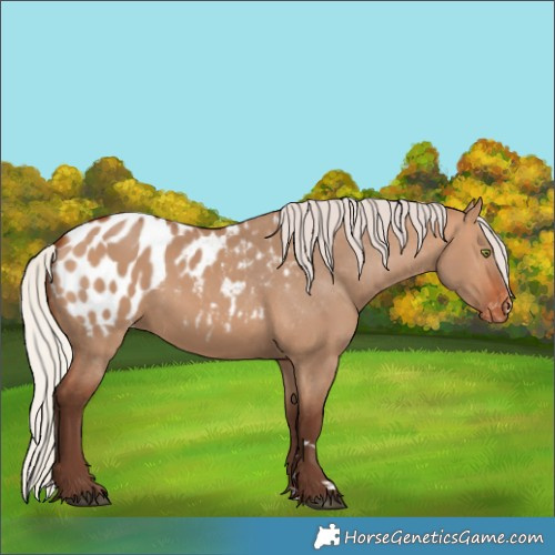 Horse Color:Silver Bay Dun Blanket