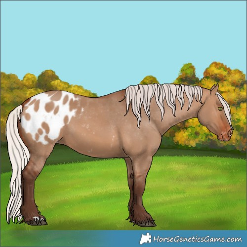Horse Color:Silver Brown Dun Blanket 