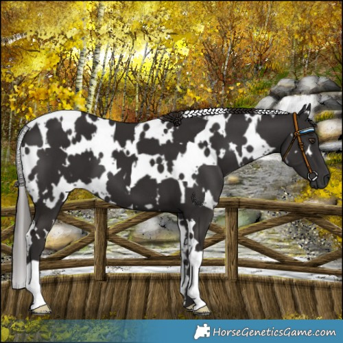 Horse Color:White Spotted Liver Chestnut 