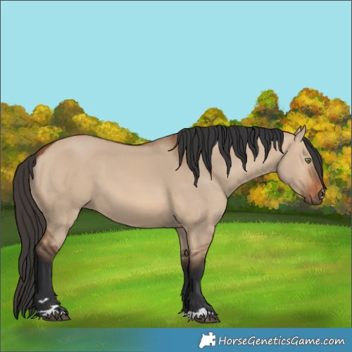 Horse Color:Bay Dun