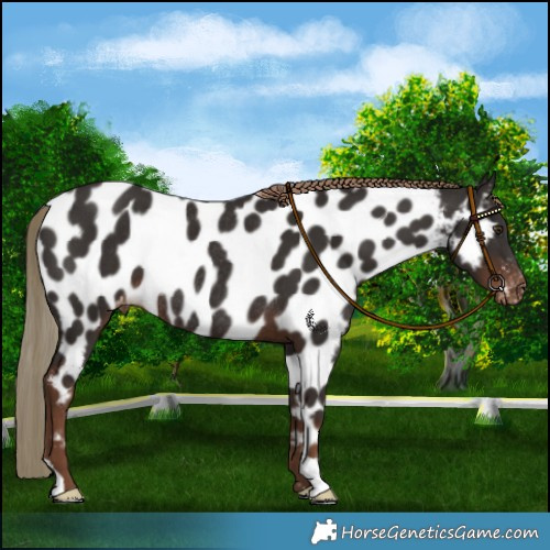 Horse Color:Liver Chestnut Near Leopard Rabicano