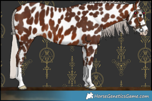 Horse Color:Silver Bay Leopard 