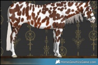 Horse Color:Silver Bay Leopard