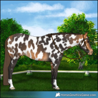 Horse Color:Buckskin Near Leopard
