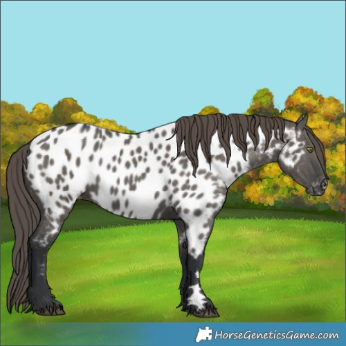 Horse Color:Grullo Near Leopard 