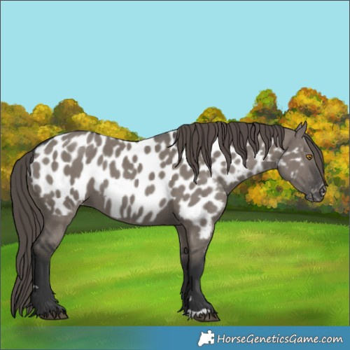 Horse Color:Grullo Near Leopard 