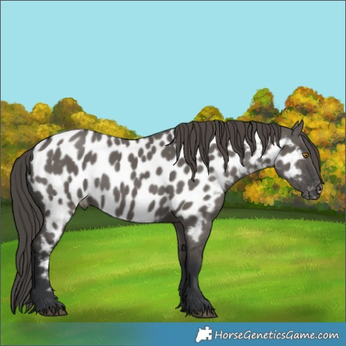 Horse Color:Grullo Near Leopard 