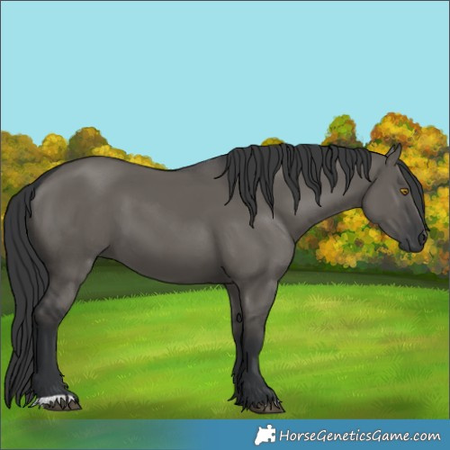 Horse Color:Grullo 