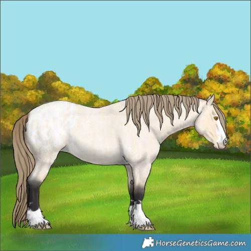 Horse Color:Buckskin Roan Dun Blanket