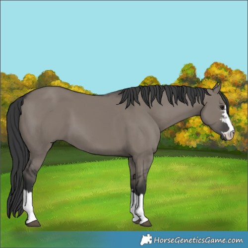 Horse Color:Grullo 