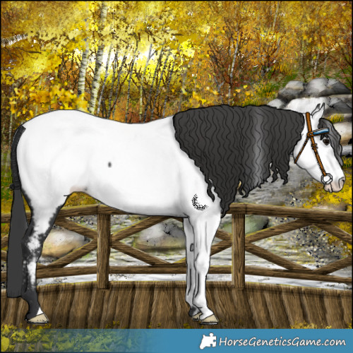 Horse Color:Black Near Fewspot