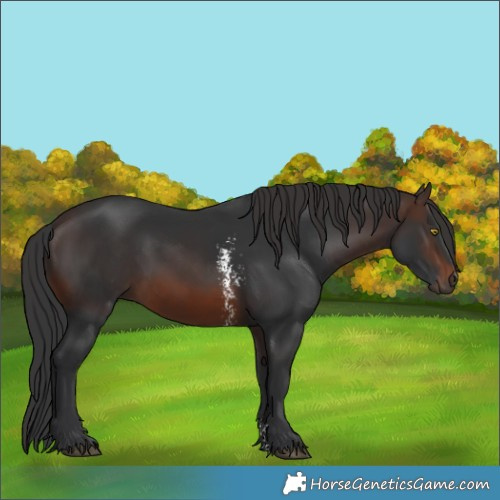 Horse Color:Brown Sabino 