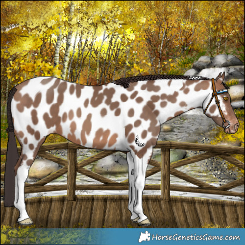 Horse Color:Sable Champagne Tobiano Near Leopard