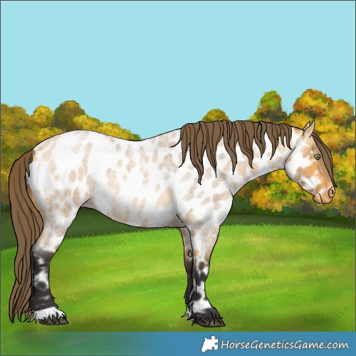 Horse Color:Buckskin Roan Near Leopard 