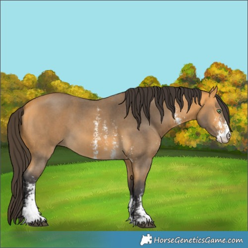 Horse Color:Buckskin Sabino