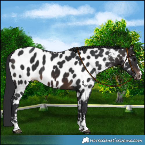 Horse Color:Brown Near Leopard 