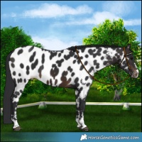 Horse Color:Brown Near Leopard 