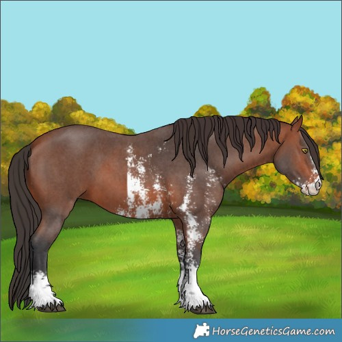 Horse Color:Bay Sabino 