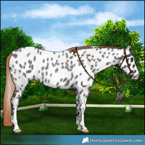 Horse Color:Liver Red Roan Near Leopard