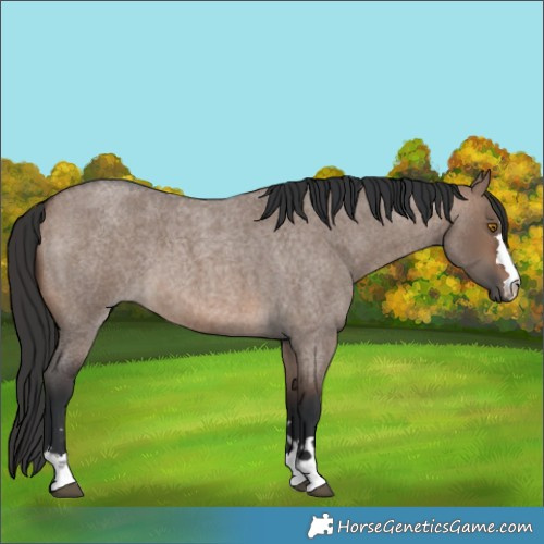 Horse Color:Brown Roan Dun 