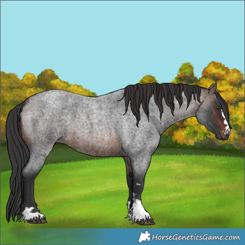Horse Color:Brown Roan 