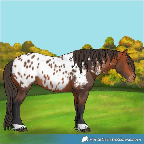 Horse Color:Bay Near Leopard