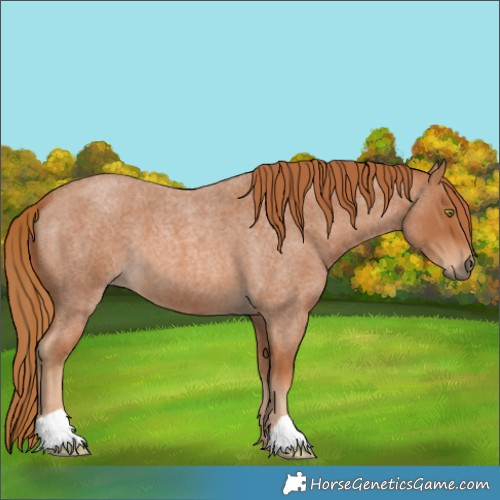 Horse Color:Red Roan 
