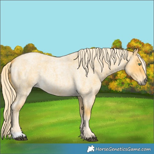 Horse Color:Palomino Roan