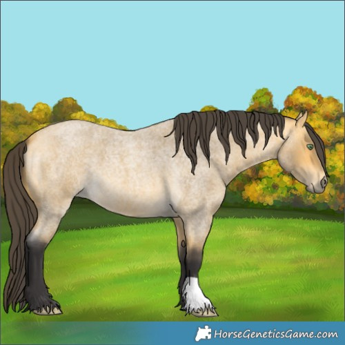 Horse Color:Buckskin Roan 