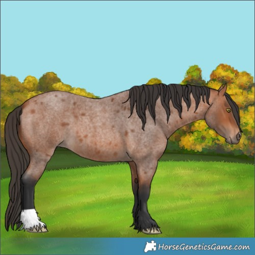 Horse Color:Bay Roan