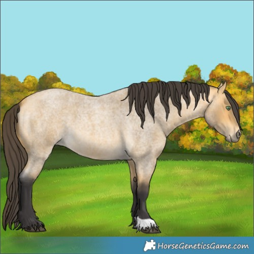 Horse Color:Buckskin Roan 