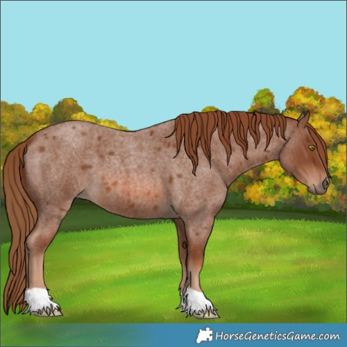 Horse Color:Red Roan