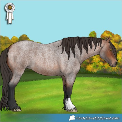 Horse Color:Bay Roan 