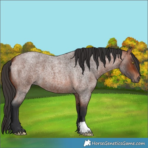 Horse Color:Bay Roan