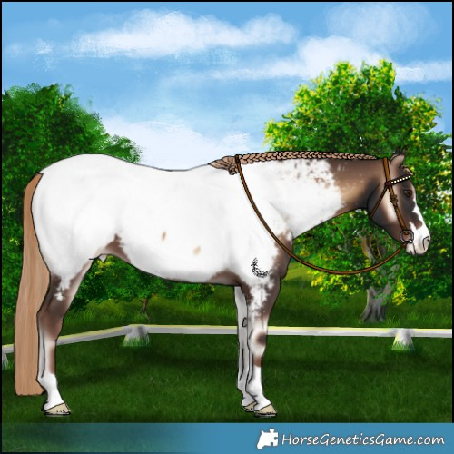 Horse Color:Liver Red Onyx Near Fewspot