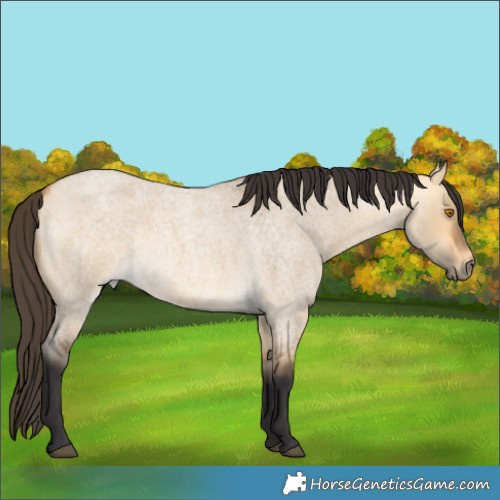 Horse Color:Buckskin Roan Dun 