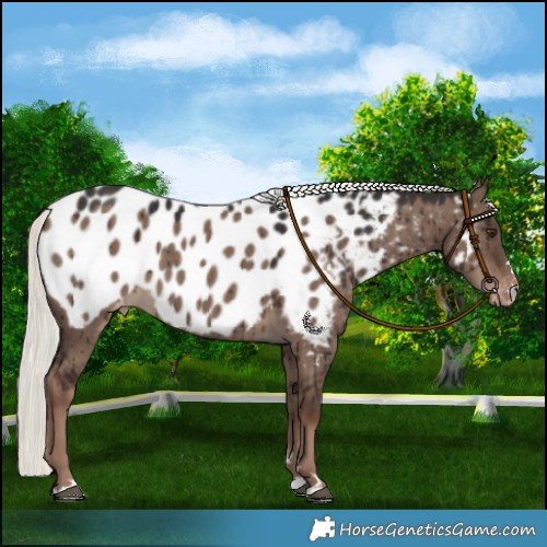 Horse Color:Liver Red Dun Mushroom Near Leopard Brindle 