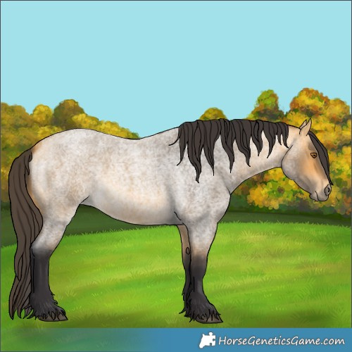 Horse Color:Buckskin Roan