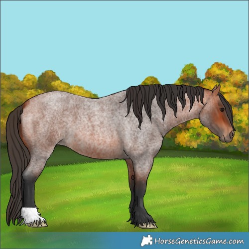 Horse Color:Bay Roan