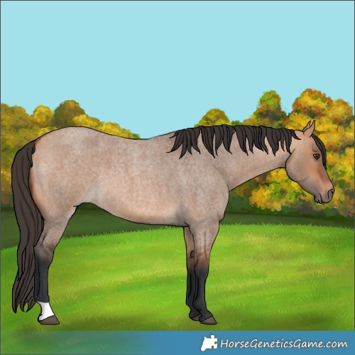 Horse Color:Bay Roan Dun 