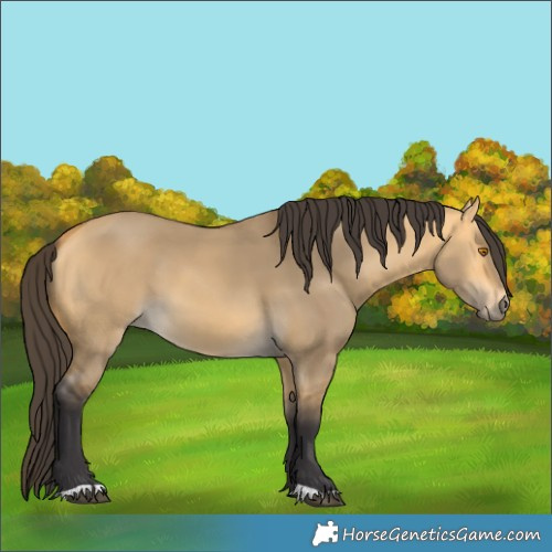 Horse Color:Buckskin Dun