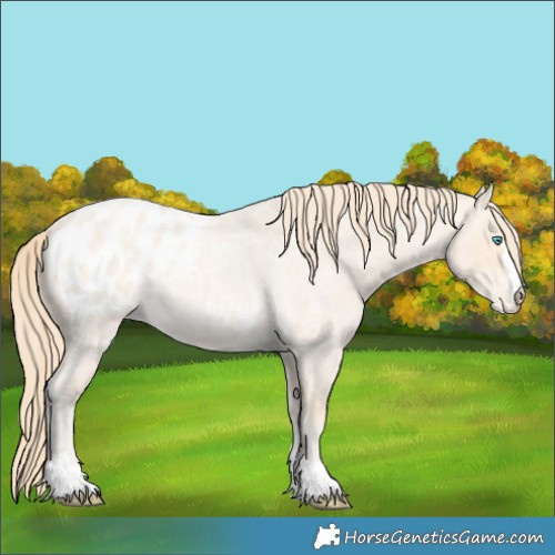 Horse Color:Perlino Roan Near Leopard