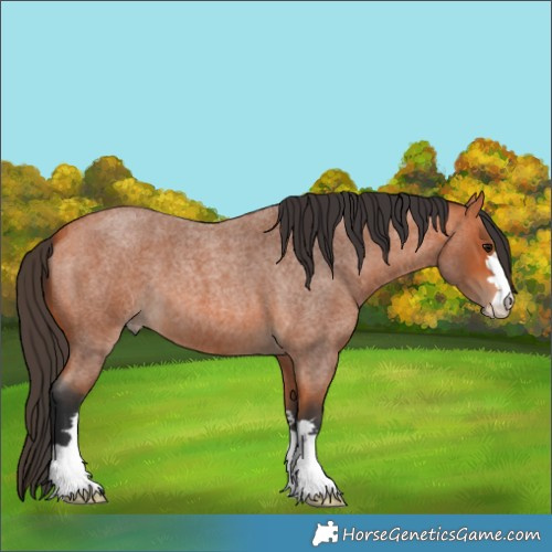 Horse Color:Bay Roan 