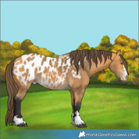 Horse Color:Buckskin Blanket 