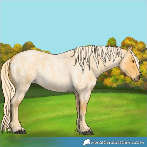 Horse Color:Palomino Roan