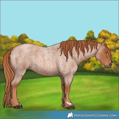 Horse Color:Red Roan 